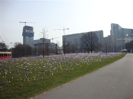 Den Haag spring_R.jpg